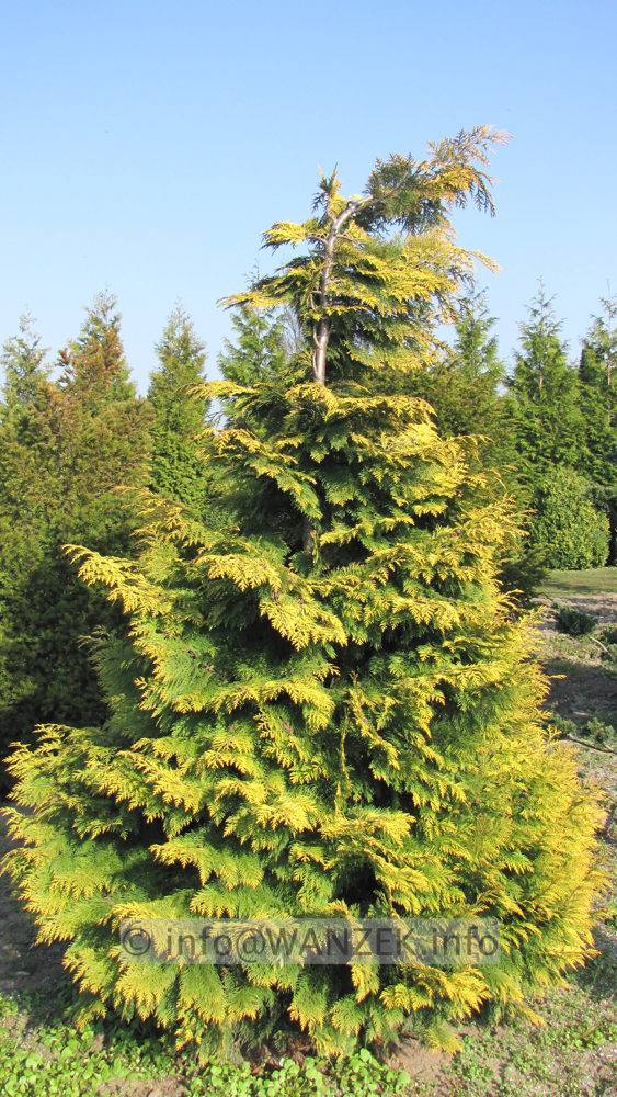 Chamaecyparis lawsoniana Yvonne - 3,5m.JPG
